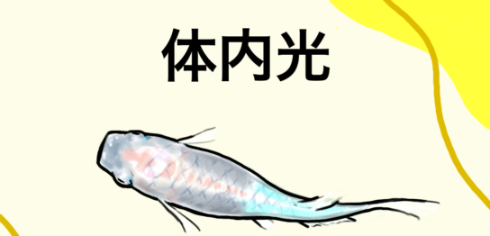 めだか体内光