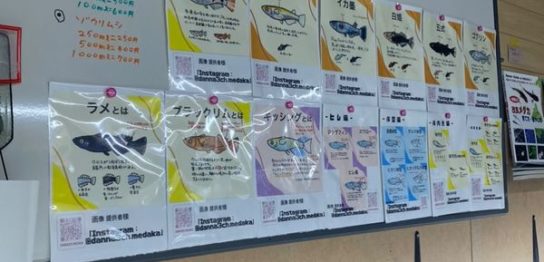 夏翔めだか店頭の様子