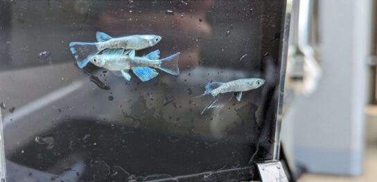 プラチナダイヤRLF