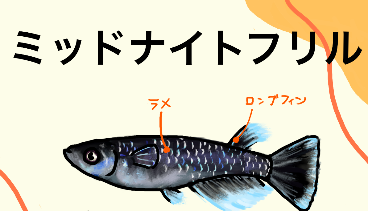 ミッドナイトフリル（めだか）とは｜特徴をイラスト付きで紹介 | 日刊