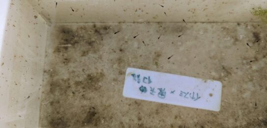 イカ墨と黑天幻龍の掛け合わせの針子